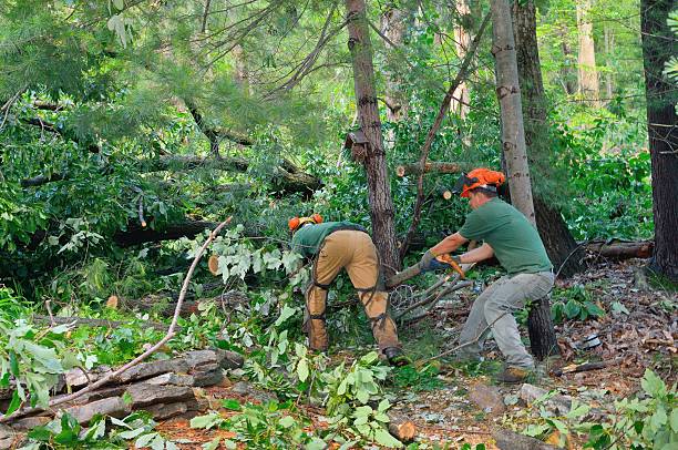 Best Arborist Consultation Services  in Pitcairn, PA